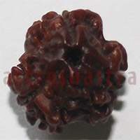 3 mukhi 24960 14mm